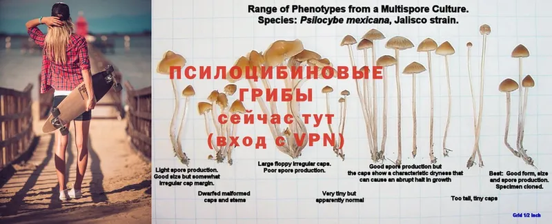 мега зеркало  Амурск  Галлюциногенные грибы Magic Shrooms 